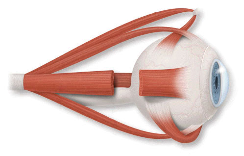 Oftalmología pediátrica - Músculos del ojo
