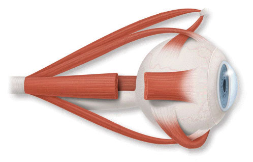 Oftalmología pediátrica - Músculos del ojo Oftalmología pediátrica - Músculos del ojo